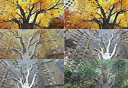 ��䴺���ﶬ���~�wѩ�ļ�׃�����S�Ӯ��R�^